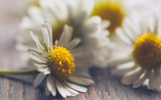 Three daisies wooden surface blurry - the petal free wallpaper