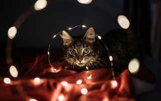 Cat blanket lights sad bokeh - a string of lights free wallpaper
