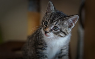 Sad kitten chair tilt shift - a small kitten free wallpaper