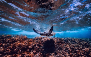 Turtle ocean sunset reflection fisheye - a turtle swimming in the ocean free wallpaper