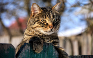Sad cat on fence photorealistic - a wooden fence free wallpaper