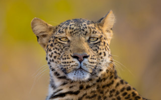 Leopard closeup wildlife photography animal - a close up of a leopard free wallpaper