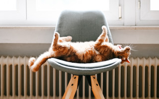 Cat relaxed chair paws backstairs - photography free wallpaper