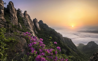 Mountain flower sunset clouds mist - a sunset in the background free wallpaper
