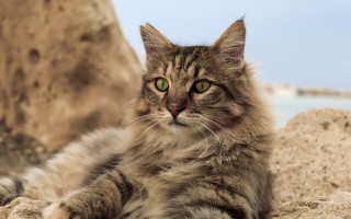 Regal cat green eyes rock - a rock free wallpaper