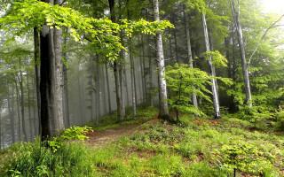 Forest path bench nature light - alen divi free wallpaper