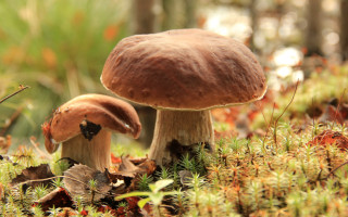 Mushrooms grass autumn nature blurry - two mushroom free wallpaper