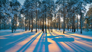Snowy forest car shadows sunlight - the ground and the sun free wallpaper