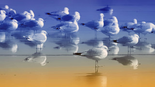 Seagulls beach ocean reflection impressionist - impressionist free wallpaper