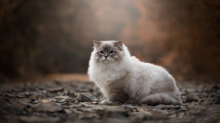 White cat leaves forest animal - a white cat free wallpaper