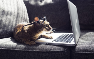 Cat glasses laptop couch furry - glass free wallpaper
