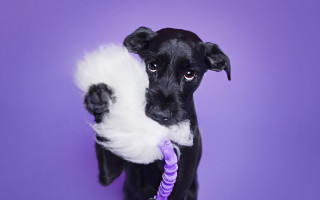 Black dog purple toy ropedog - its neck free wallpaper