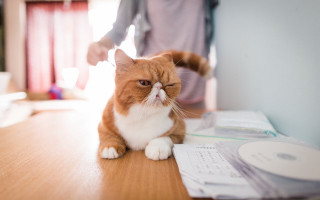 Cat glamor pose blurry depth - a knife free wallpaper