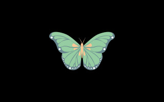 Green yellow butterfly black wing - spot free wallpaper
