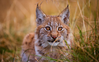 Cat field grass blurry background 2 - a blurry background of grass free wallpaper for desktop