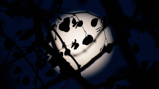 Full moon tree branches night - the dark night sky free wallpaper