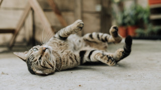 Cat laying on back blurred - its back free wallpaper
