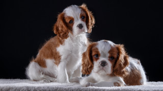 Two small dogs blanket black - brown free wallpaper