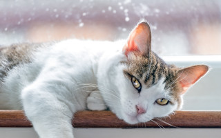 Cat snowy window sill animal - the window sill free wallpaper