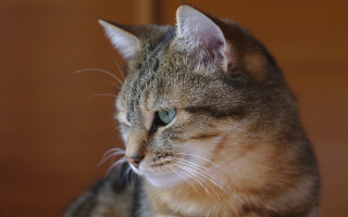 Cat whiskers tiltshift photorealistic blurry - carlos catasse free wallpaper for desktop