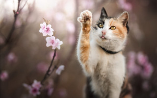 Cat branch cherry blossoms bokeh - its paw free wallpaper