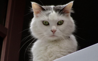 White cat green eyes window - a white cat free wallpaper