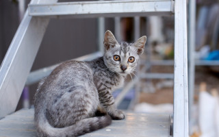 Curious cat on ladder constructivism - constructivism free wallpaper