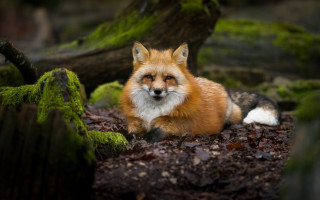 Red fox woods moss focus - a red fox free wallpaper