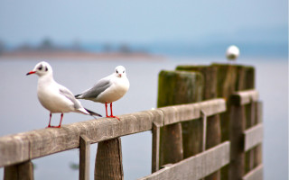 Birds fence water blue sky - a wooden fence free wallpaper