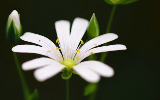 White flower lily butterfly macro - a yellow center free wallpaper