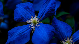 Blue flower white center green - a white center free wallpaper