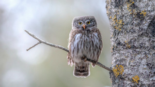 Small owl perched branch forest 2 - a tree branch in a forest free wallpaper
