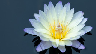 White yellow flower water droplets - water droplet free wallpaper
