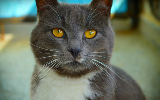 Black cat yellow eyes sitting - symmetrical eye free wallpaper