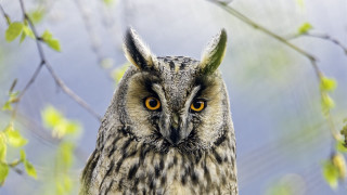 Owl yellow eyes branch leaves - a branch of a tree free wallpaper