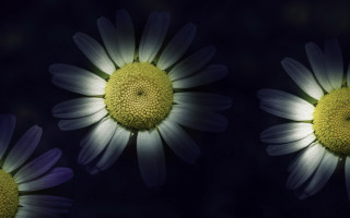 Three purple flowers black background - diffuse free wallpaper