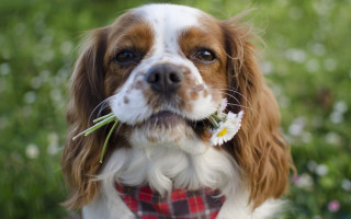 Dog flower grass outdoors bokeh - its mouth free wallpaper