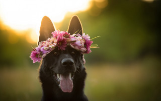 Dog flower crown smile furry - its head free wallpaper