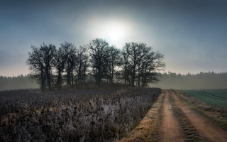 Dirt road foggy sunshine forest - a dirt road in a field free wallpaper