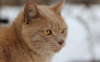 Cat yellow eyes snow closeup - a close up of a cat free wallpaper