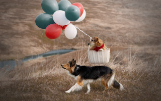 Dog basket balloons animal photography - balloon free wallpaper
