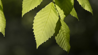 Leaf water drops macro photorealism 5 - a close up of a leaf free wallpaper