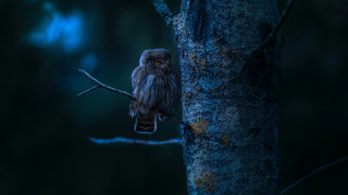 Small owl glowing eyes monster - background of trees free wallpaper