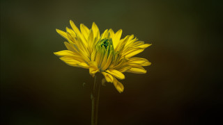 Yellow flower green center dark - f 8 aperture free wallpaper