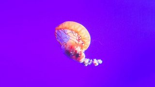 Jellyfish purple background bubbles holography - jellyfish free wallpaper