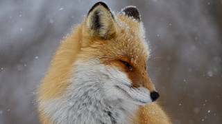 Fox snow aurora constellation night - a photo free wallpaper