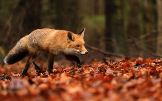 Red fox autumn leaves forest - leaf and trees free wallpaper