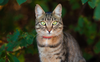 Black cat green eyes red 2 - a red collar free wallpaper