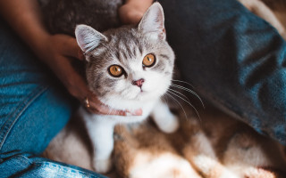 Black cat lap person holding - aestheticism free wallpaper