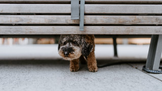 Dog bench sidewalk staring blurry - the sidewalk free wallpaper